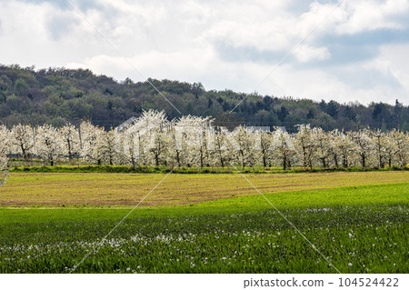 Cherry blossom on the hills around Pretzfeld, Germany in Franconian Switzerland Cherry blossom on the hills around Pretzfeld, Germany in Franconian Switzerland 104524422