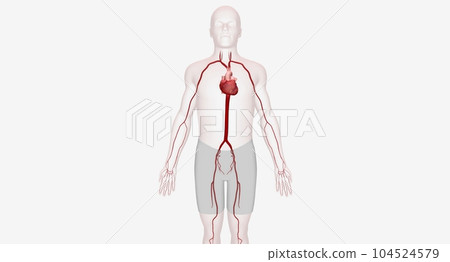 Arteries are strong, muscular blood vessels that supply oxygen r 104524579
