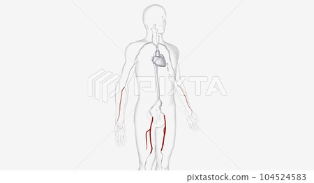 The Arteries for Catheter Insertion The Arteries for Catheter Insertion 104524583