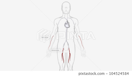 The Arteries for Catheter Insertion The Arteries for Catheter Insertion 104524584