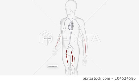 The Arteries for Catheter Insertion 104524586