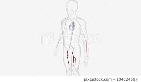 The Arteries for Catheter Insertion The Arteries for Catheter Insertion 104524587