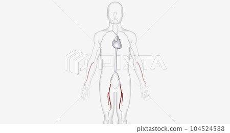 The Arteries for Catheter Insertion 104524588