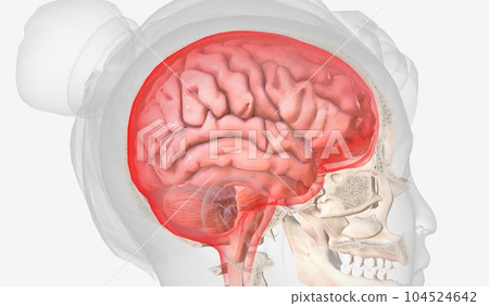 The Causes of Intracranial Pressure The Causes of Intracranial Pressure 104524642