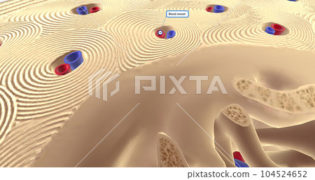 The Composition of Long Bones 104524652