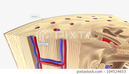 The Composition of Long Bones 104524653