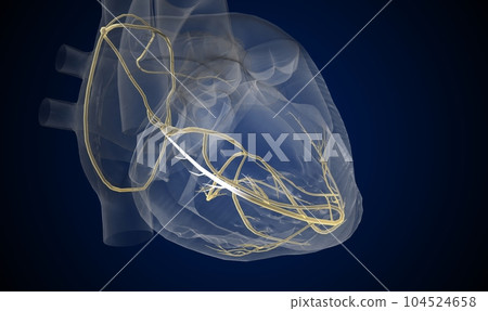 The cardiac conduction system is a specialized network of nerve fibers in the walls of the heart The cardiac conduction system is a specialized network of nerve fibers in the walls of the heart 104524658