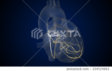 The cardiac conduction system is a specialized network of nerve The cardiac conduction system is a specialized network of nerve 104524663