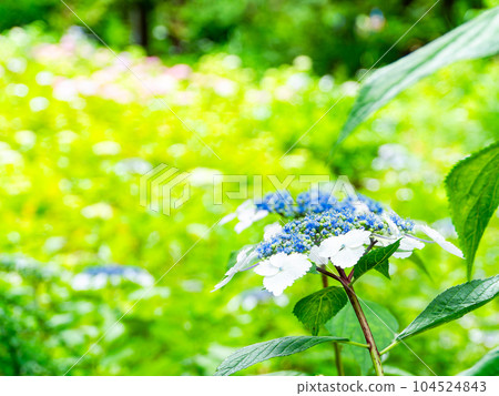 Scenery that colors the rainy season Colorful and beautiful hydrangeas Scenery that colors the rainy season Colorful and beautiful hydrangeas 104524843