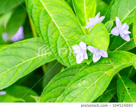 Scenery of the rainy season Siebold's favorite hydrangea The phantom seven-tiered hydrangea Scenery of the rainy season Siebold's favorite hydrangea The phantom seven-tiered hydrangea 104524893