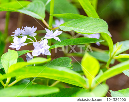 雨季的風景 西博爾德最喜歡的繡球花 幻影七層繡球花 104524900