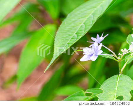 雨季的風景 西博爾德最喜歡的繡球花 幻影七層繡球花 雨季的風景 西博爾德最喜歡的繡球花 幻影七層繡球花 104524902