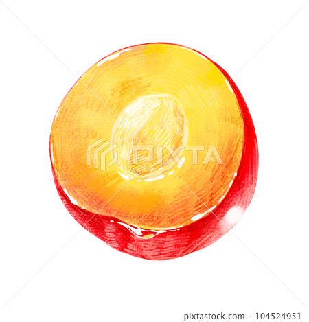 Hand-painted fruit illustration Plum (plum, Li) half with seeds 104524951