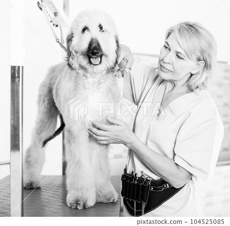 woman hairdresser cuts Afghan puppy Shepherd in beauty salon for animals 104525085