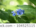 小而可愛的繡球花 104525115