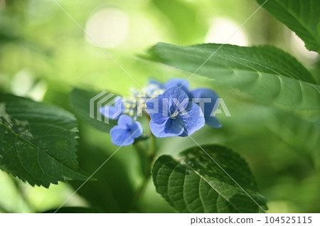 小而可愛的繡球花 小而可愛的繡球花 104525115