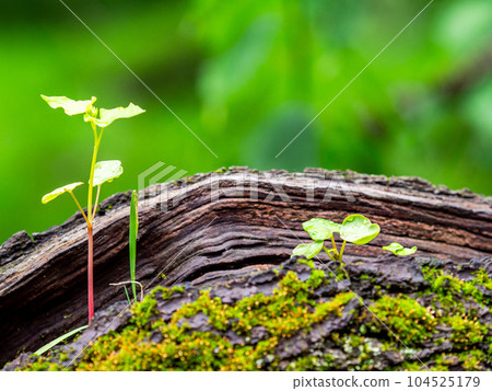 Young leaves sprouting from the moss of an old tree Young leaves sprouting from the moss of an old tree 104525179