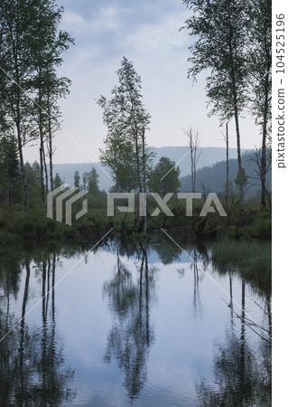 Pick the best 26 keywords to describe the photo: Lake in the forest, reflection of a tree in the water, vertical photo 104525196