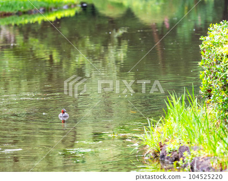 A cute grebe swimming in a quiet pond in early summer 104525220