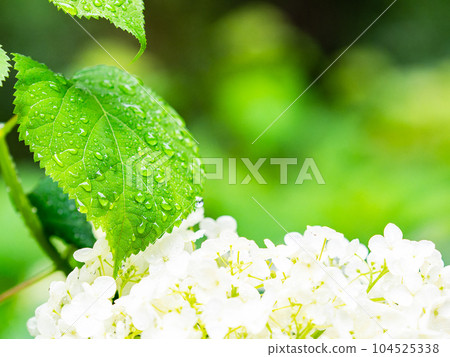 Scenery that colors the rainy season Colorful and beautiful hydrangeas after the rain Scenery that colors the rainy season Colorful and beautiful hydrangeas after the rain 104525338