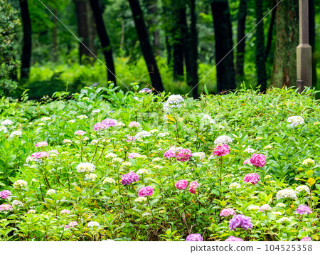 Scenery that colors the rainy season Colorful and beautiful hydrangeas after the rain Scenery that colors the rainy season Colorful and beautiful hydrangeas after the rain 104525358
