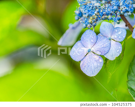 為雨季增添色彩的風景 雨後的繡球花絢麗多彩 為雨季增添色彩的風景 雨後的繡球花絢麗多彩 104525375