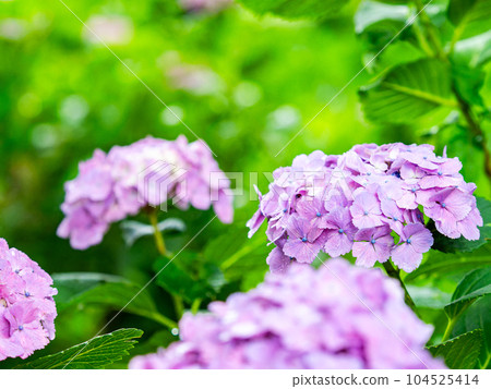 為雨季增添色彩的風景 雨後的繡球花絢麗多彩 為雨季增添色彩的風景 雨後的繡球花絢麗多彩 104525414