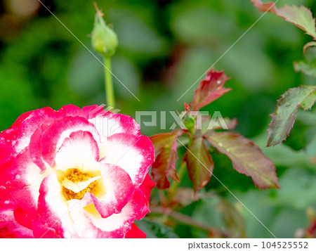 Scenery during the rainy season: a colorful rose garden after the rain Scenery during the rainy season: a colorful rose garden after the rain 104525552