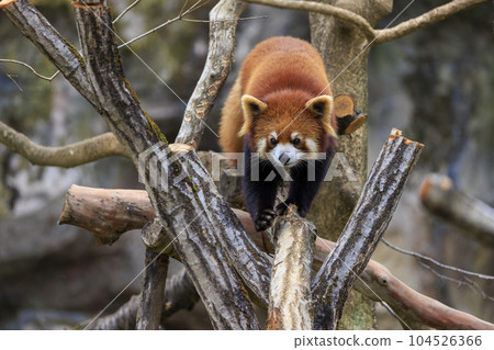Red Panda Tama Zoo Red Panda Tama Zoo 104526366