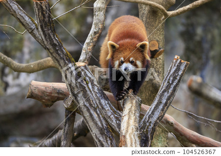 Red Panda Tama Zoo Red Panda Tama Zoo 104526367