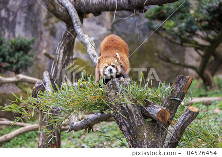 Red Panda Tama Zoo Red Panda Tama Zoo 104526454