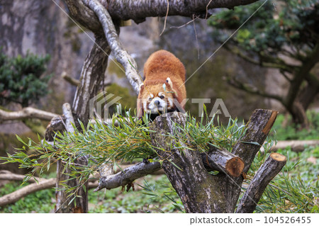 紅熊貓多摩動物園 紅熊貓多摩動物園 104526455