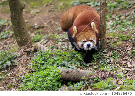Red Panda Tama Zoo Red Panda Tama Zoo 104526470