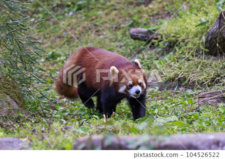 Red Panda Tama Zoo 104526522