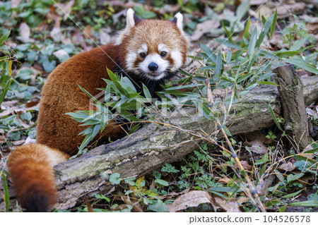 紅熊貓多摩動物園 104526578