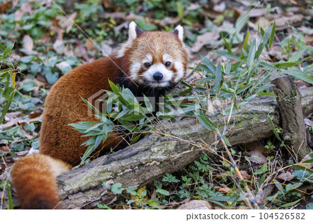 Red Panda Tama Zoo Red Panda Tama Zoo 104526582