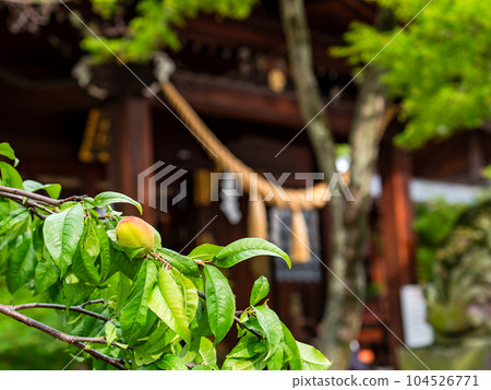 A place of prayer with auspicious peach 104526771