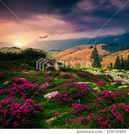 Wonderful slope with pink rhododendron flowers at sunrise, Carpathians, Romania Wonderful slope with pink rhododendron flowers at sunrise, Carpathians, Romania 104526993