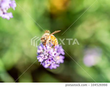 Cute bee collecting nectar from lavender in full bloom 104526998