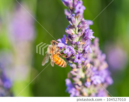 可愛的蜜蜂從盛開的薰衣草中採集花蜜 104527010