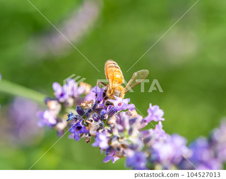 可愛的蜜蜂從盛開的薰衣草中採集花蜜 可愛的蜜蜂從盛開的薰衣草中採集花蜜 104527013