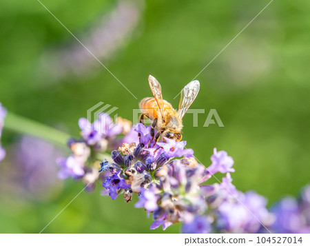 可愛的蜜蜂從盛開的薰衣草中採集花蜜 104527014
