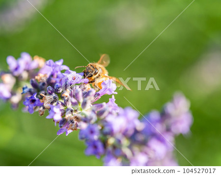 可愛的蜜蜂從盛開的薰衣草中採集花蜜 可愛的蜜蜂從盛開的薰衣草中採集花蜜 104527017
