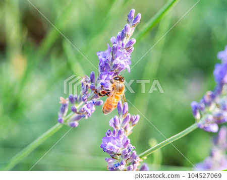 可愛的蜜蜂從盛開的薰衣草中採集花蜜 104527069