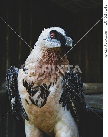 Bearded vulture - Gypaetus barbatus a portrait 104527142