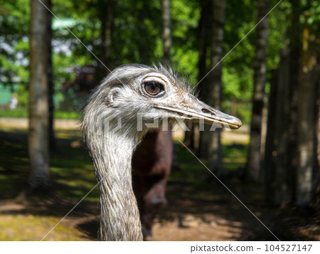 Portrait of a Nandu, a flightless bird. Portrait of a Nandu, a flightless bird. 104527147