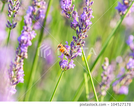 可愛的蜜蜂從盛開的薰衣草中採集花蜜 可愛的蜜蜂從盛開的薰衣草中採集花蜜 104527178