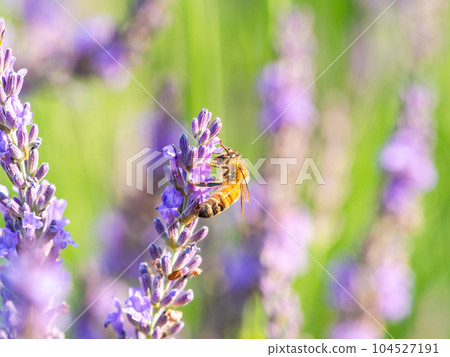 可愛的蜜蜂從盛開的薰衣草中採集花蜜 104527191