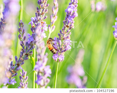 Cute bee collecting nectar from lavender in full bloom Cute bee collecting nectar from lavender in full bloom 104527196