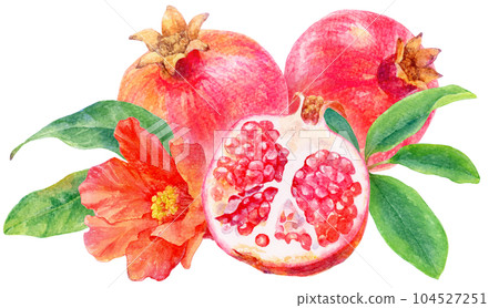 Illustration of a pomegranate drawn by watercolor Three pomegranate fruits, flowers and leaves Illustration of a pomegranate drawn by watercolor Three pomegranate fruits, flowers and leaves 104527251
